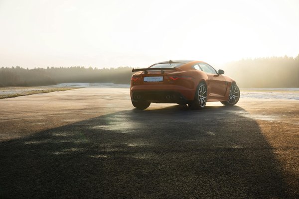 How to raise a friendly kitten: top tips for early socialization and future good behavior